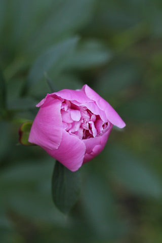 purple-peony