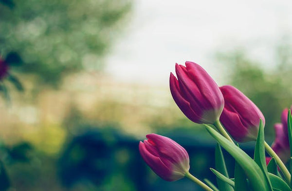 purple tulips