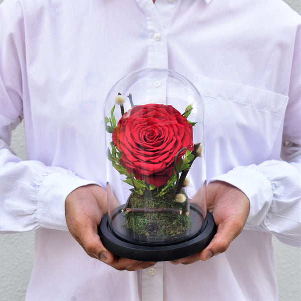 red forever rose in glass dome