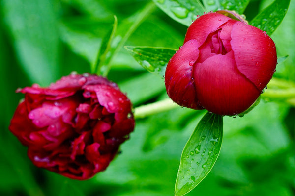 Peony Flowers Symbolism and Colour Meaning - Flower Station