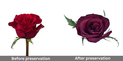 red-rose-before-and-after-preservation