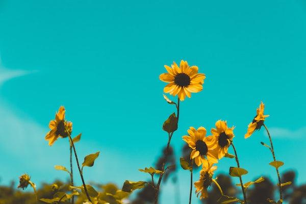 Sunflowers as a Symbol of Loyalty and Devotion