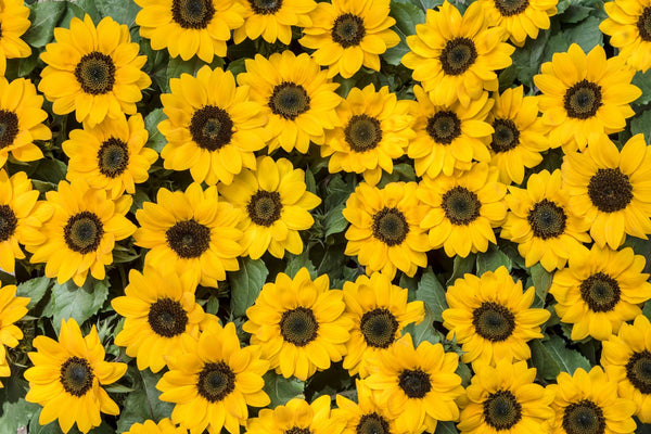 Growing Sunflowers and Incorporating Them into Your Garden
