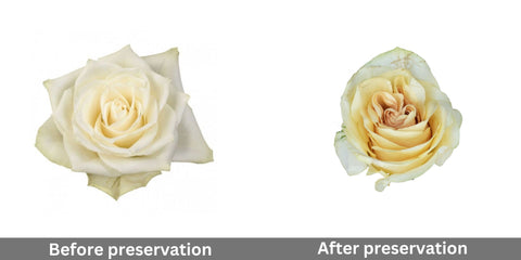 white-rose-before-and-after-preservation