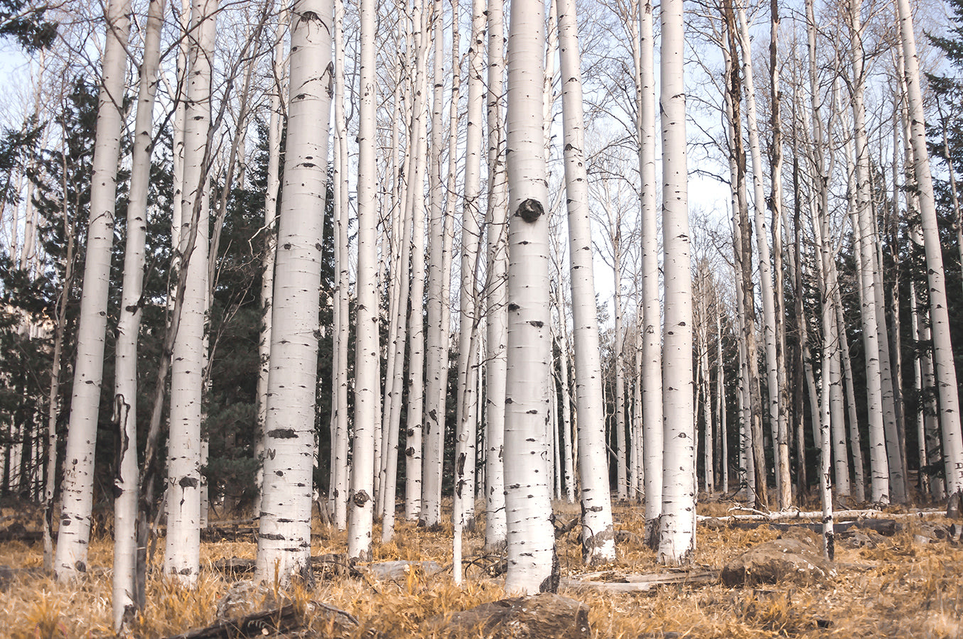 Birch Forest, Flagstaff, AZ