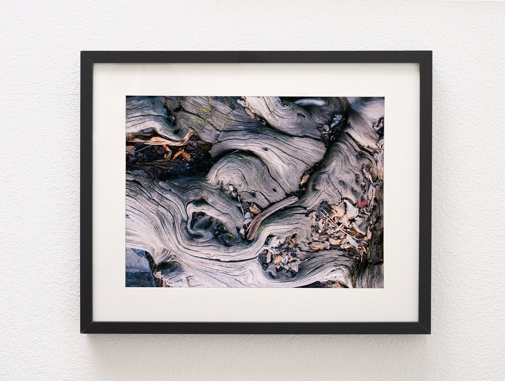 Marbled Roots, Rialto Beach, Olympic Peninsula Photography – Lost Kat ...