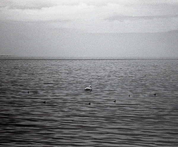 Salton Sea Birds Minimalist Black and White Print