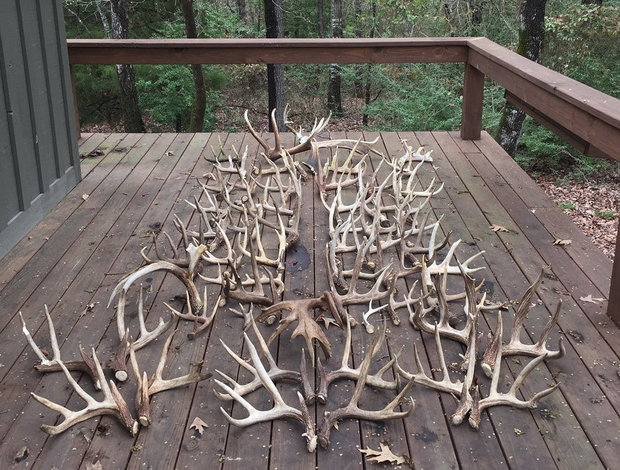 5 DIY Projects For Shed Antlers - Trophystickers.com