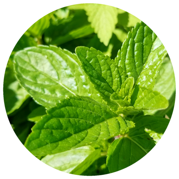 Spearmint (Mentha spicata) Organic Essential Oil – Rising Sun Botanicals