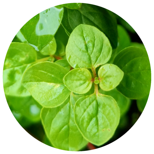 Oregano (Origanum vulgare) Organic Essential Oil – Rising Sun Botanicals