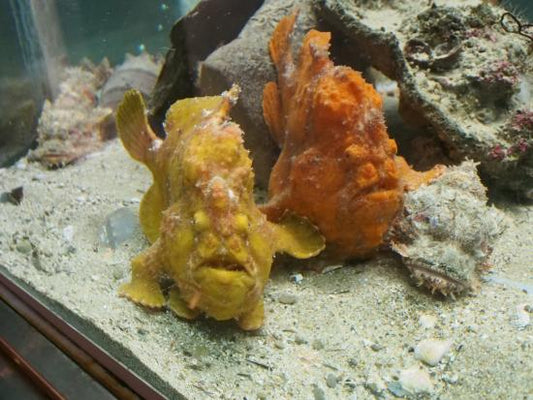 Angler Size: S 1.5 to 2.5 – Violet Aquarium