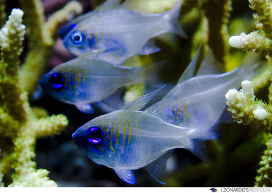 blue cardinal fish