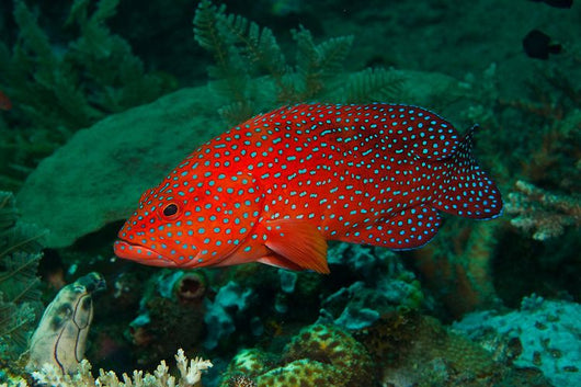 miniatus grouper care