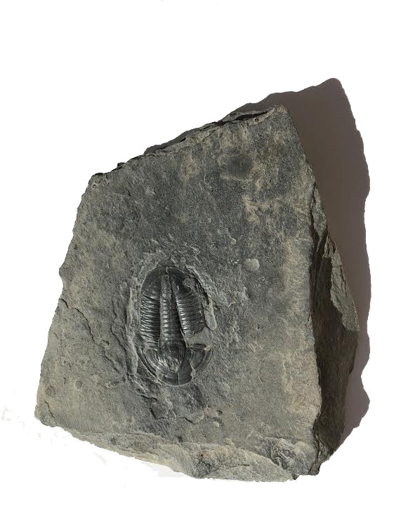 Genuine Elrathia Kinghi Trilobite Fossil 3.5" x 3"