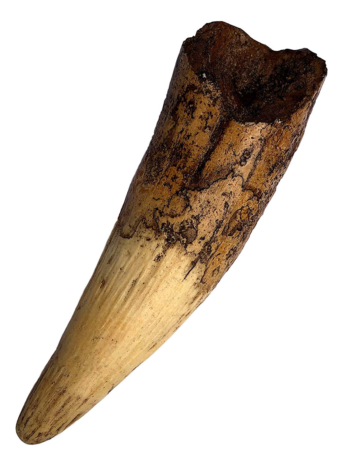 Spinosaurus Dinosaur Tooth Replica 