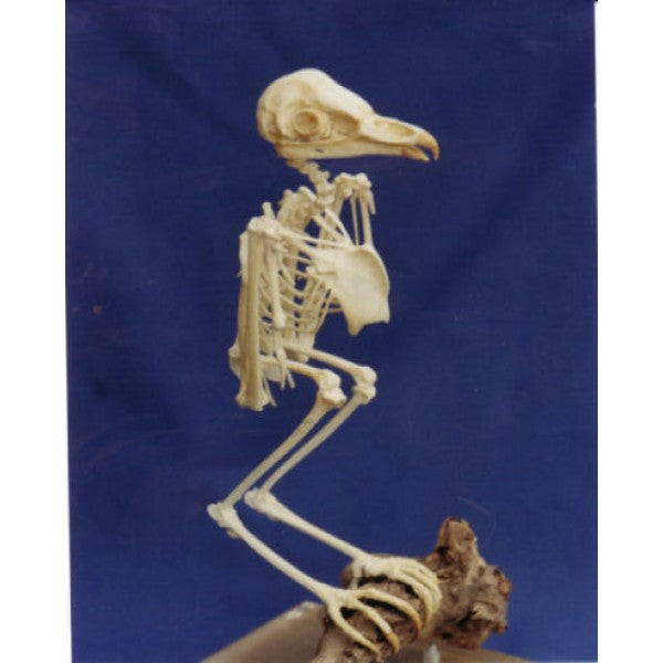 Barn Owl Skeleton | DINOSAURS ROCK SUPERSTORE | Fossil & Mineral Specimens