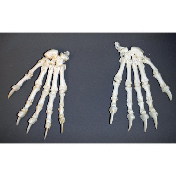 bones of a black bears hand