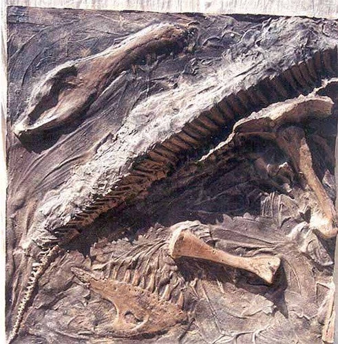 Dinosaur Fossil Dig Pit | DINOSAURS ROCK SUPERSTORE | Fossil & Mineral  Specimens