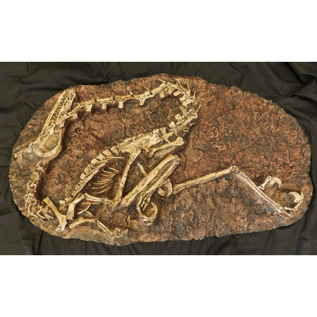 Velociraptor Skeleton Plaque Replica | DINOSAURS ROCK SUPERSTORE ...