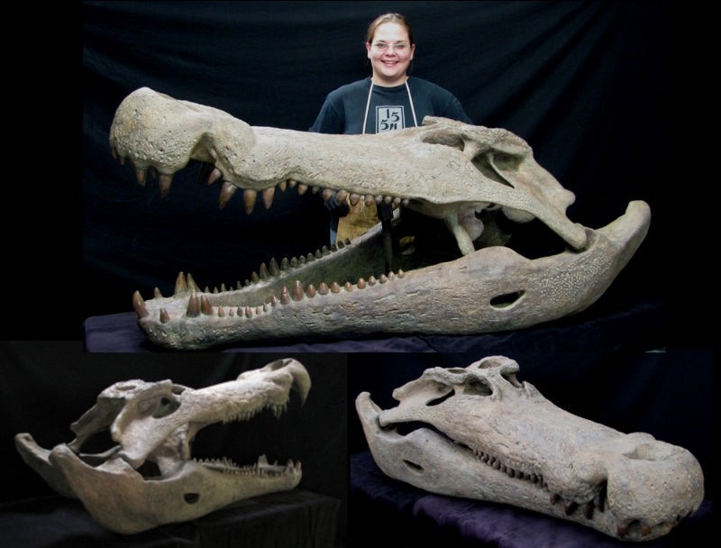 Deinosuchus Skull Replica Dinosaurs Rock Superstore Fossil And Mineral Specimens
