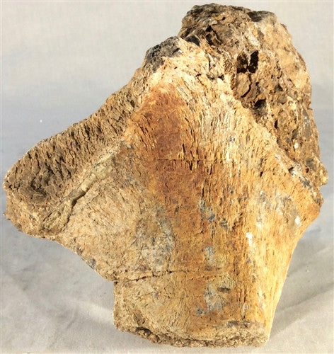 Genuine Dinosaur Bone | DINOSAURS ROCK SUPERSTORE | Fossil & Mineral  Specimens
