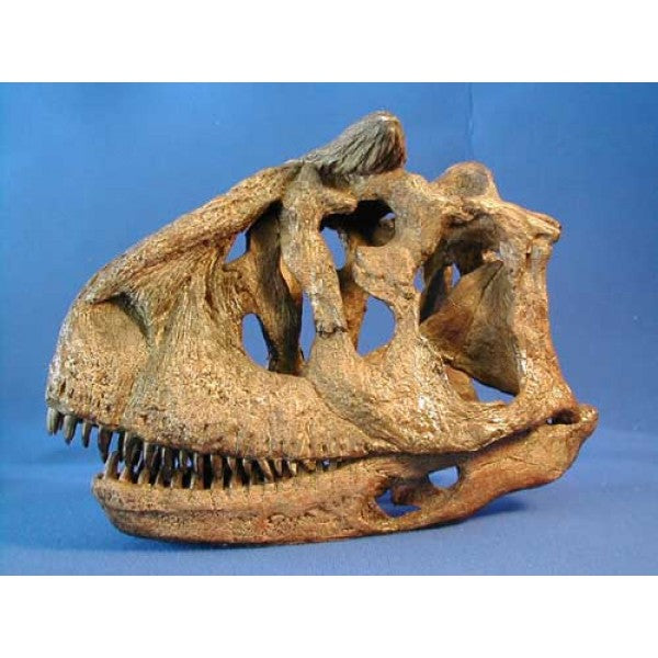 Carnotaurus Skull Replica - 1/4 Size | DINOSAURS ROCK SUPERSTORE | Fossil &  Mineral Specimens