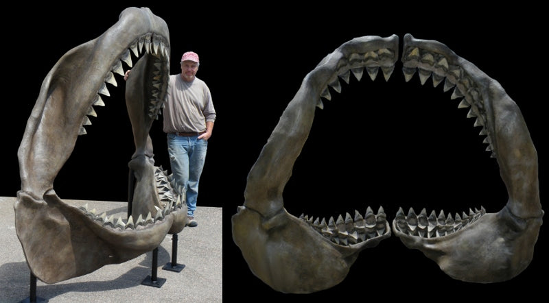 megalodon jaws