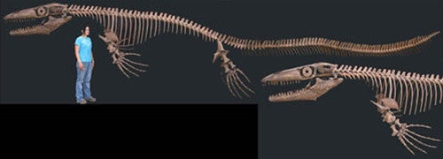 Mosasaur Skeleton dinosaur replica | DINOSAURS ROCK SUPERSTORE | Fossil &  Mineral Specimens