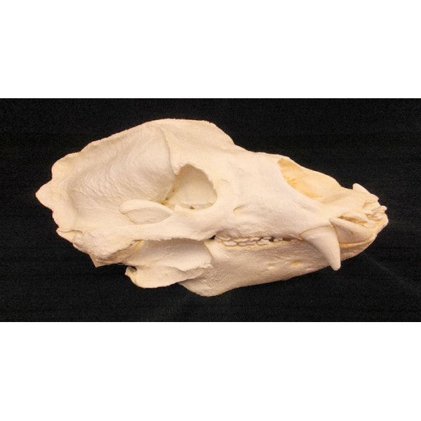 Sloth Bear Skull Replica Dinosaurs Rock Superstore Fossil And Mineral Specimens