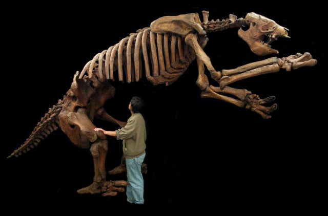 Eremotherium Giant Ground Sloth Skeleton Replica Dinosaurs Rock