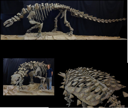 Peloroplites Giant Nodosaur Skeleton Replica | DINOSAURS ROCK SUPERSTORE |  Fossil & Mineral Specimens