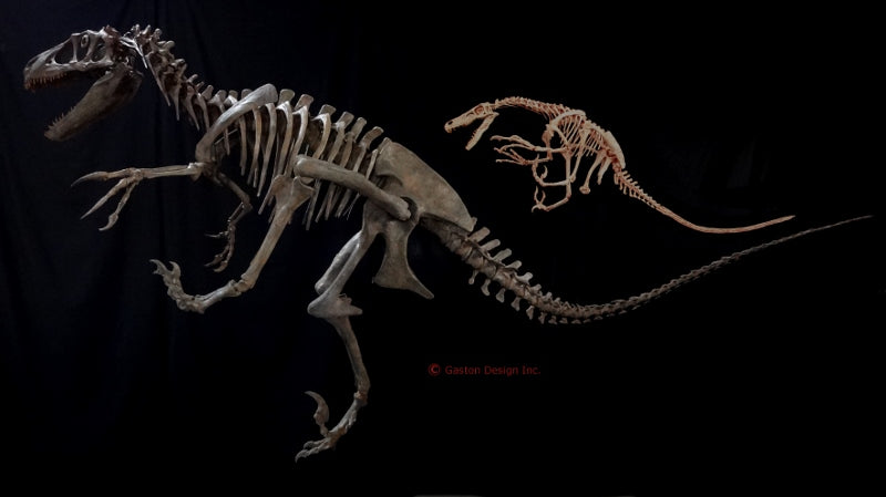 New Utahraptor Skeleton Replica DINOSAURS ROCK SUPERSTORE Fossil   Ur And Velo Comp 800x449 2048x@2x 