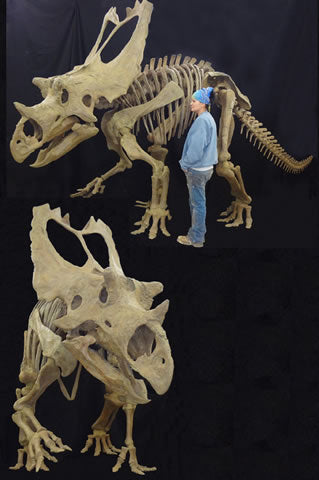 Utahceratops Skeleton Replica - dinosaursrocksuperstore