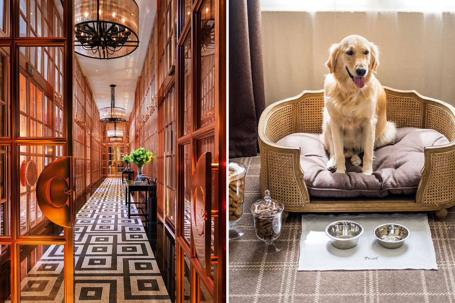 Our Guide To The Best Pet Friendly Hotels Arlo Skye