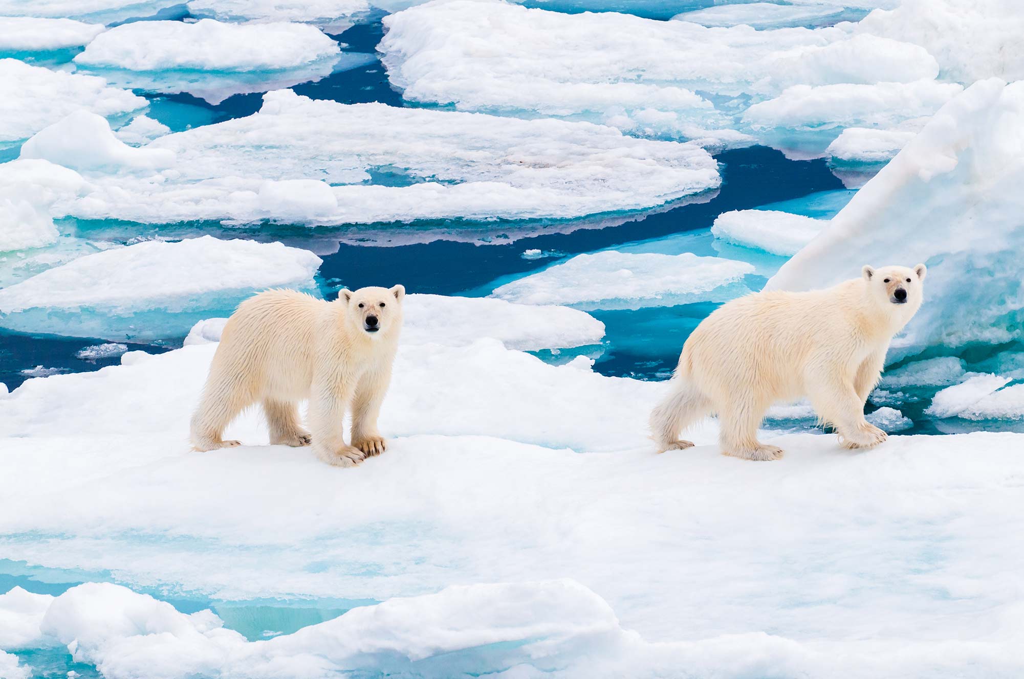 Two polar bears in Svalbard Archipelago