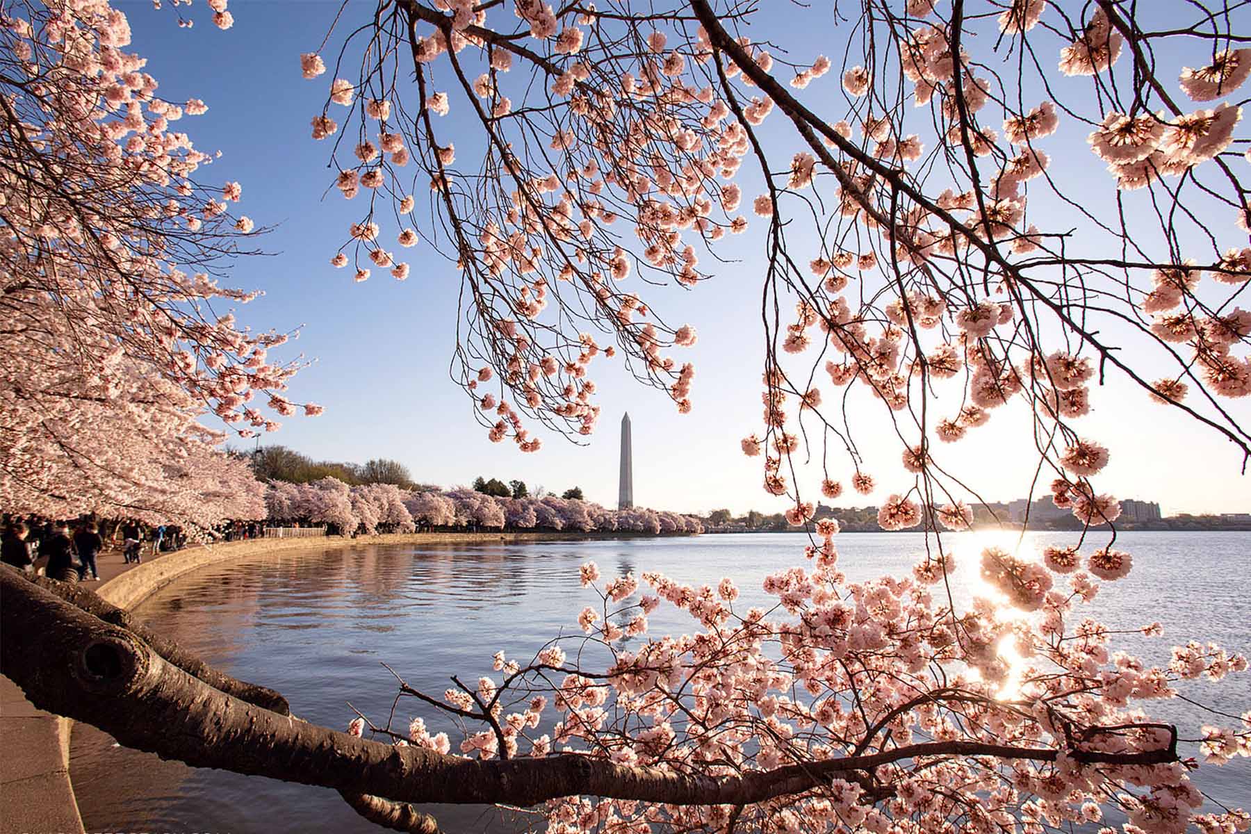 Washington DC Cheery Blossoms