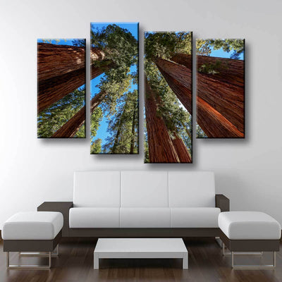 Giant Sequoia Trees - Amazing Canvas Prints
