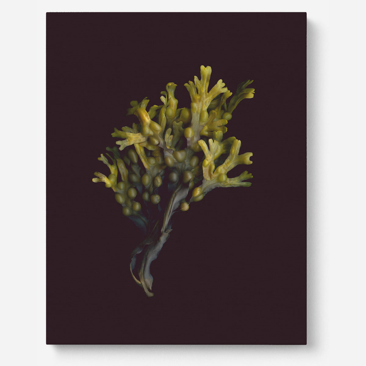 Kelp / On Canvas – Raoul et Simone