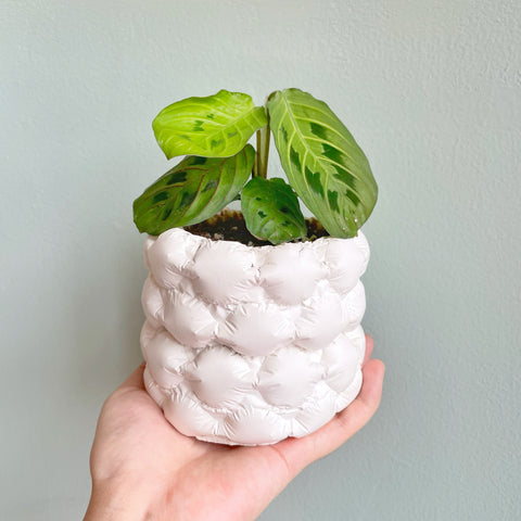 Bubble Planter