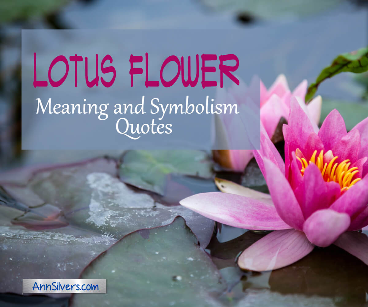 Lotus Flower Meaning And Symbolism Quotes With Graphics Ann Silvers Ma