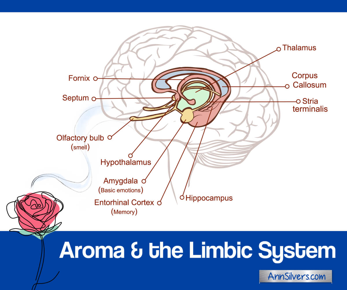 the limbic system, Aromatherapy and stress, essential oils for anxiety