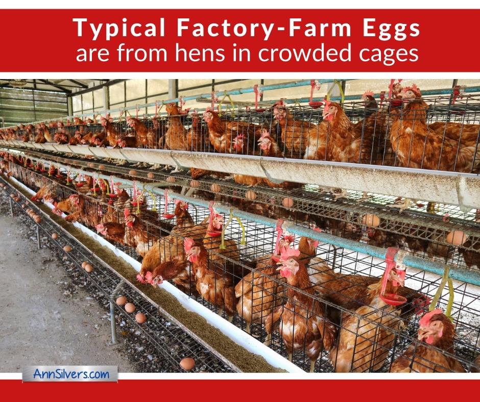 factory farm eggs