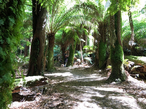 Myrtle Forest Rain Forest Tasmanian Forest