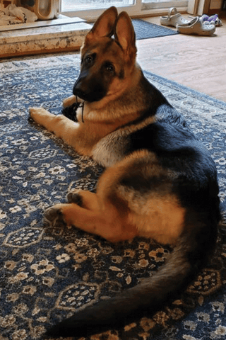 smartest german shepherd