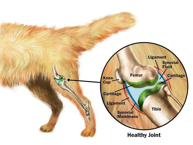 what can i give my dog for hip and joint pain