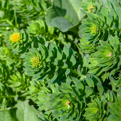 A close up of a Rhodiola Rosea Plant