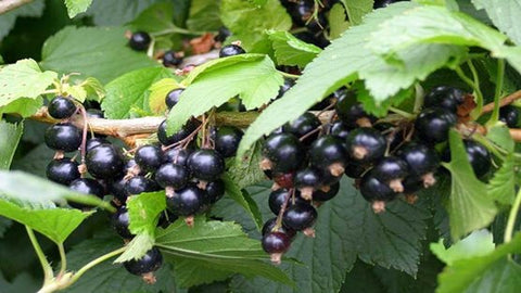 Blackcurrant plants and fruit