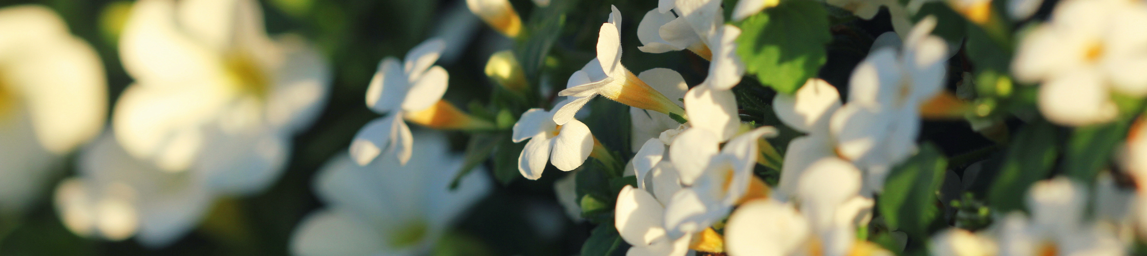 white bacopa monnieri flowers in a field