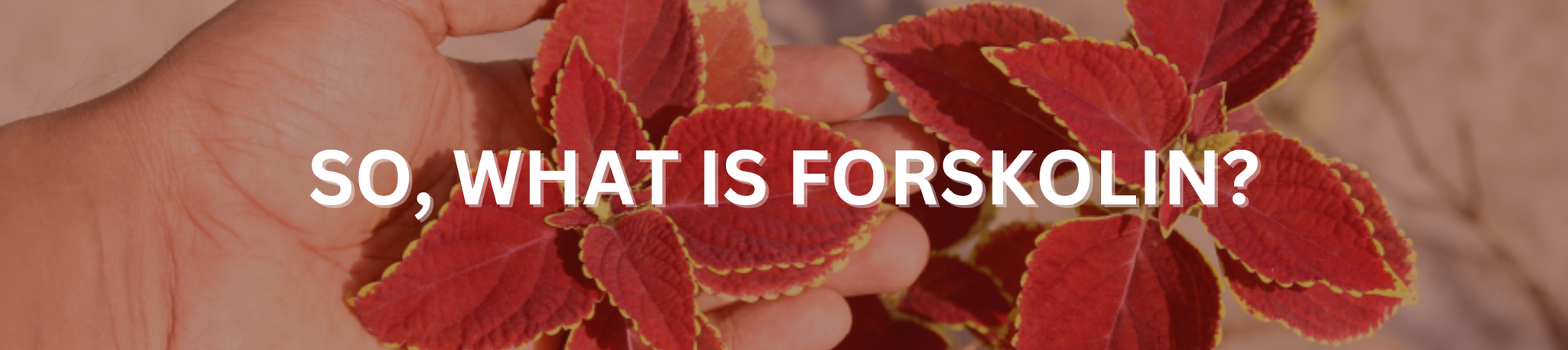 A hand folding a forskolin plant with a text "So, What Is Forskolin?"