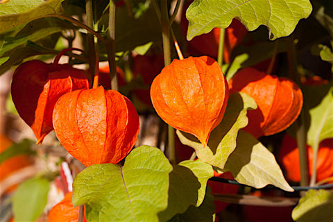 A close up of Ashwagandha Plant